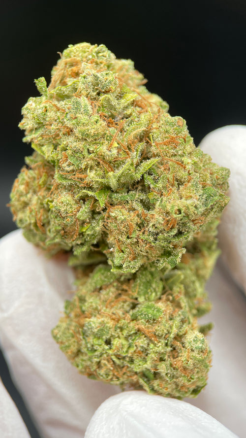 AMNESIA THUNDER Susz konopny CBD DELUXE