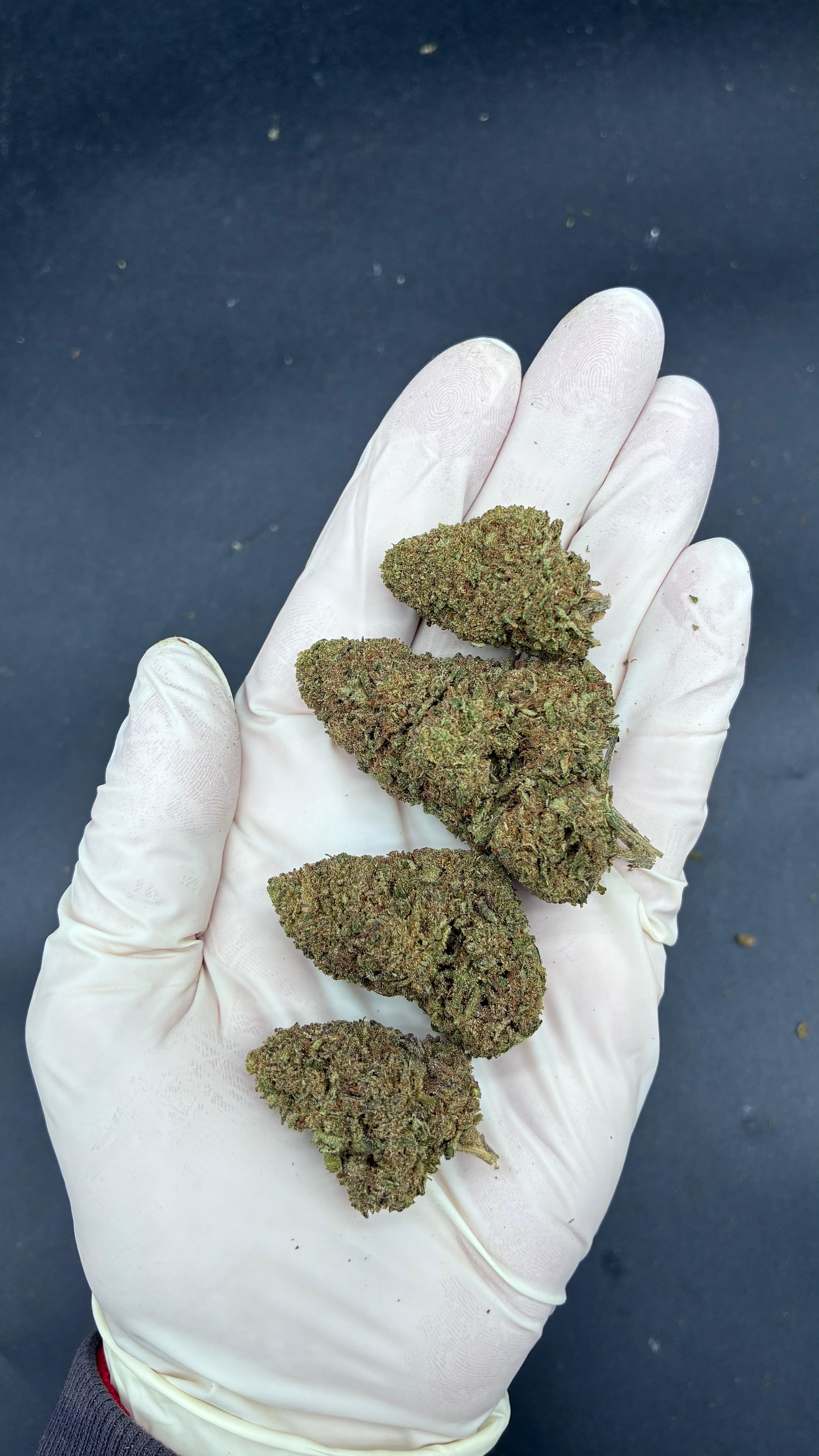 CANDY GAS Susz konopny CBD DELUXE