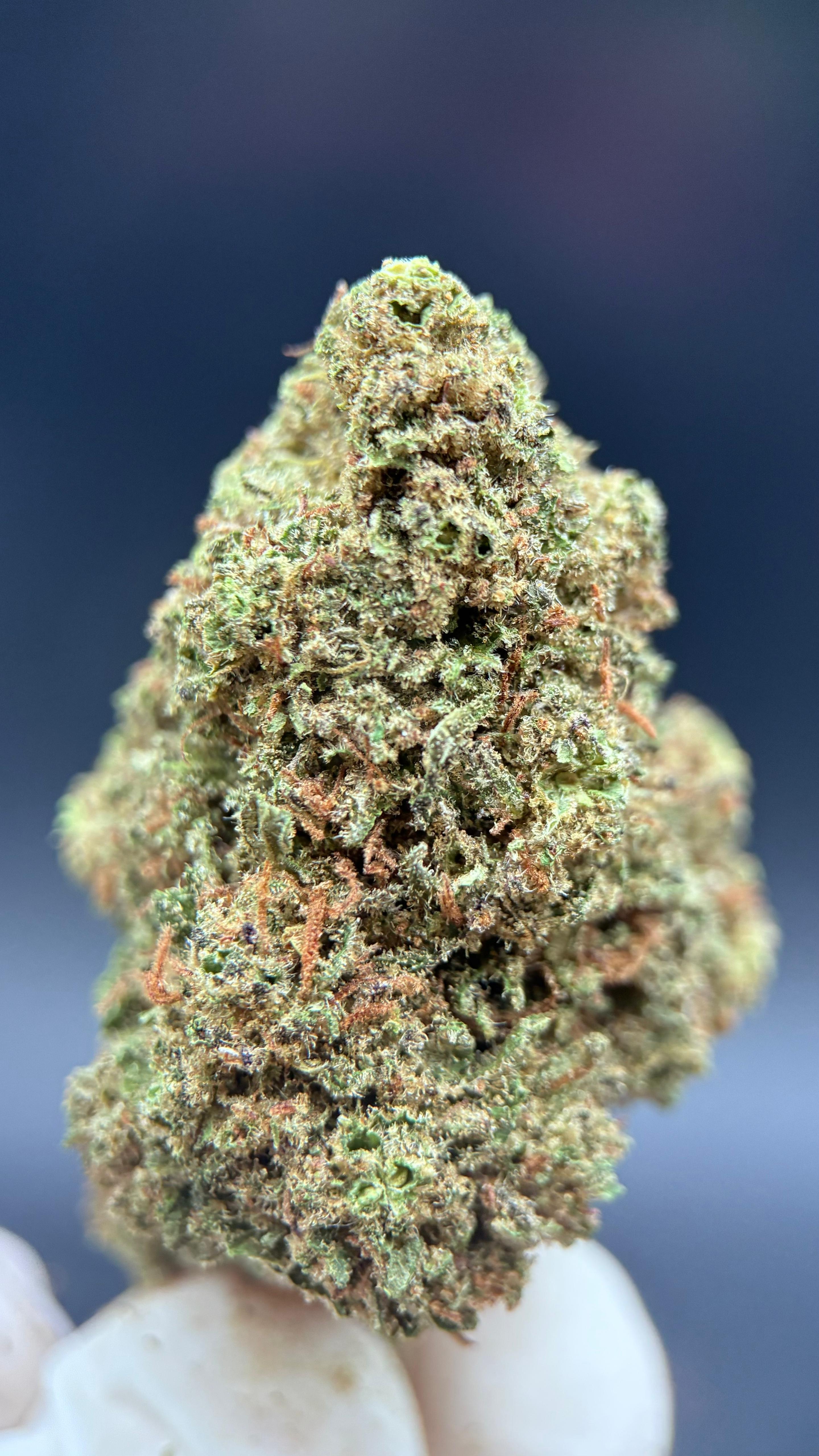 CANDY GAS Susz konopny CBD DELUXE