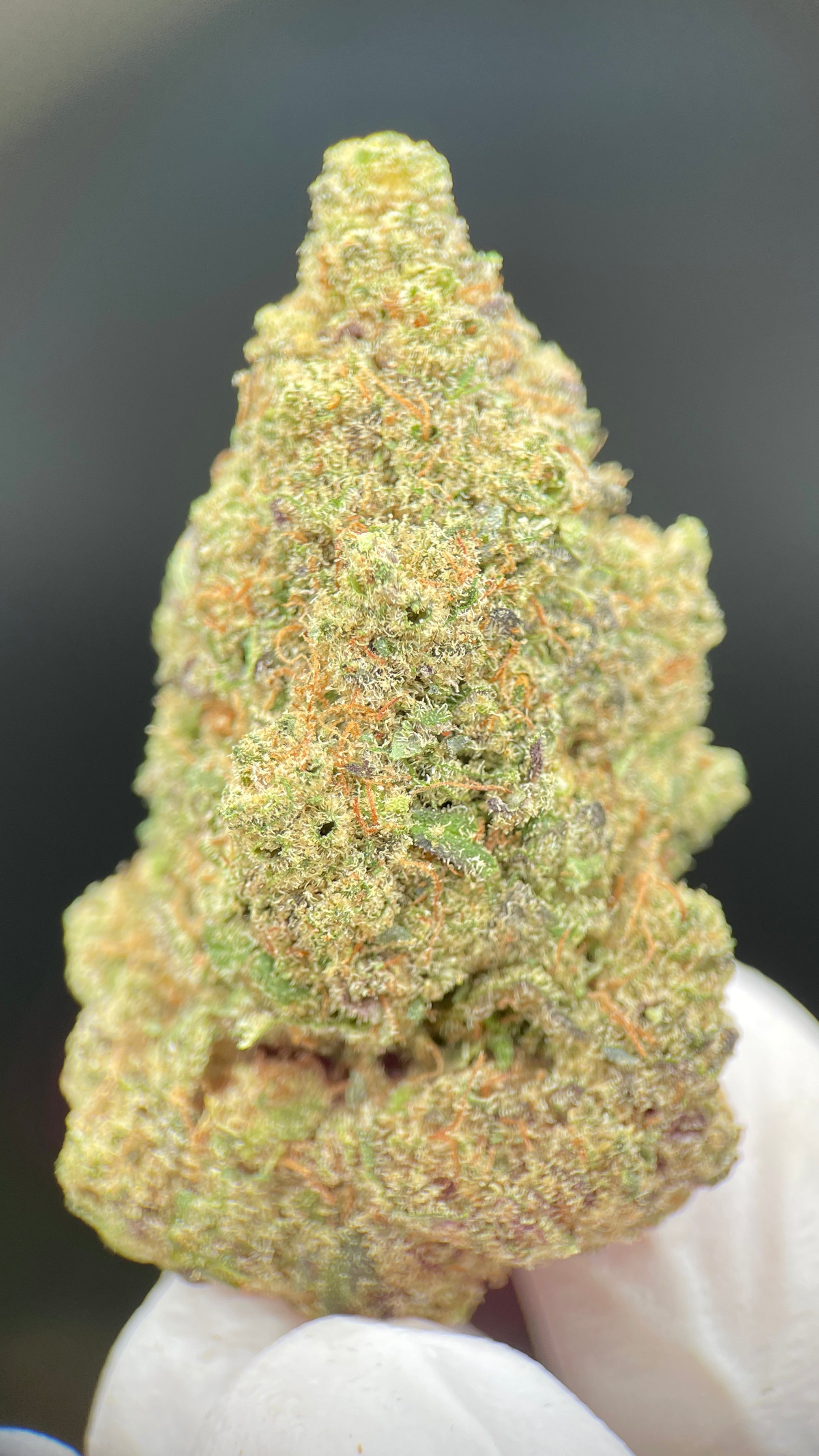 GUSH MINTZ Susz konopny CBD DELUXE