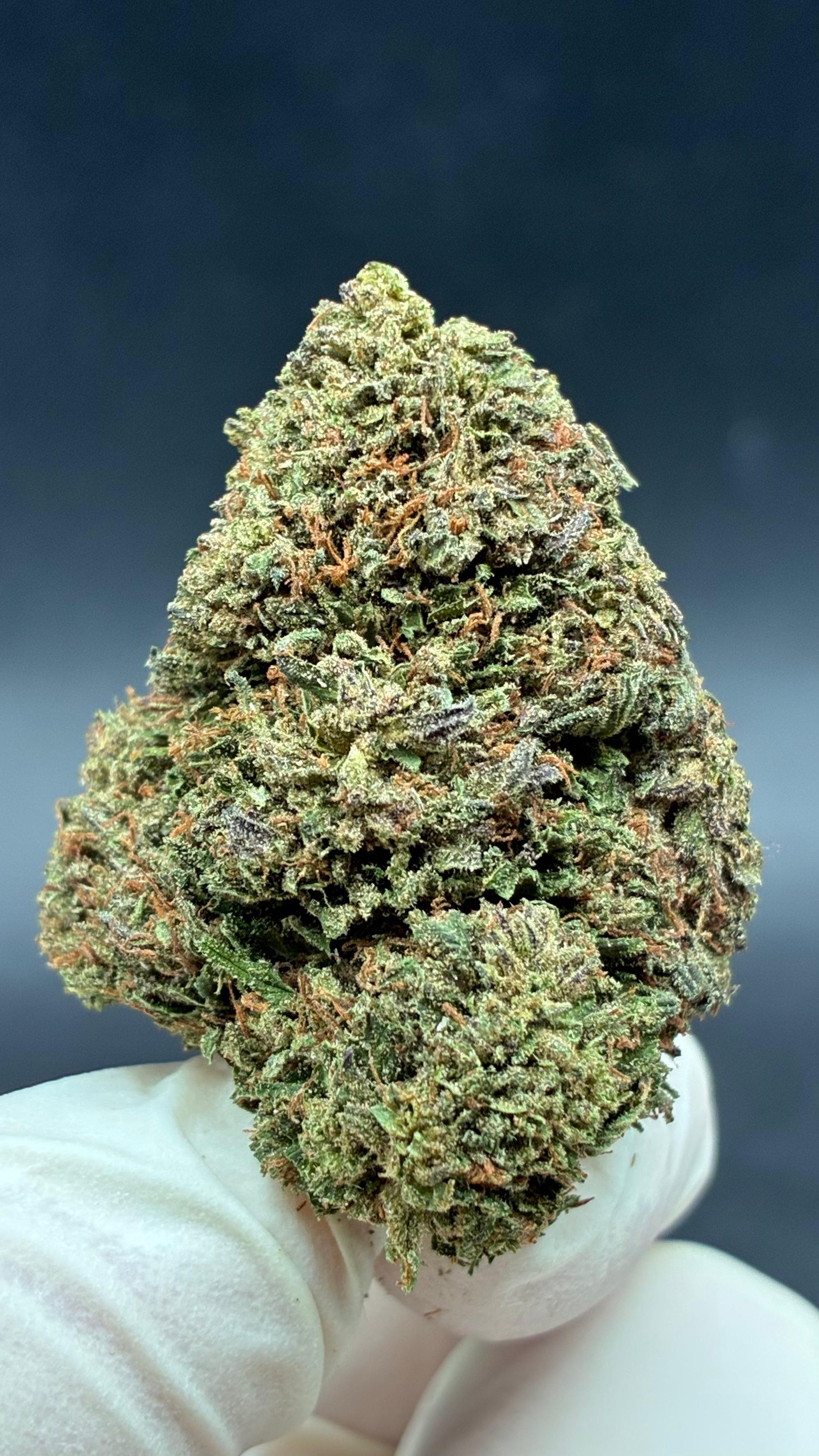 MOTOR BREATH Susz konopny CBD DELUXE