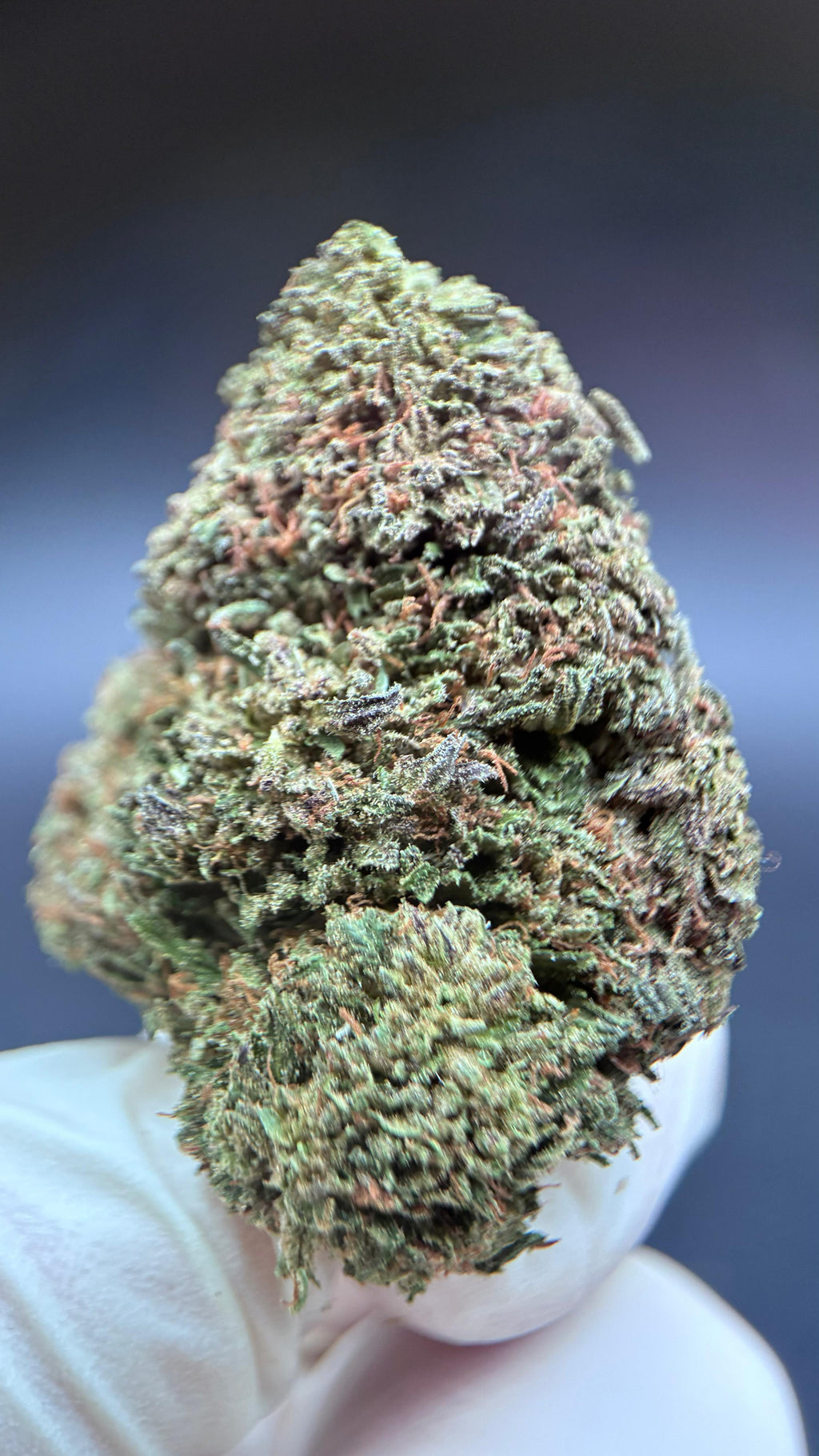 MOTOR BREATH Susz konopny CBD DELUXE