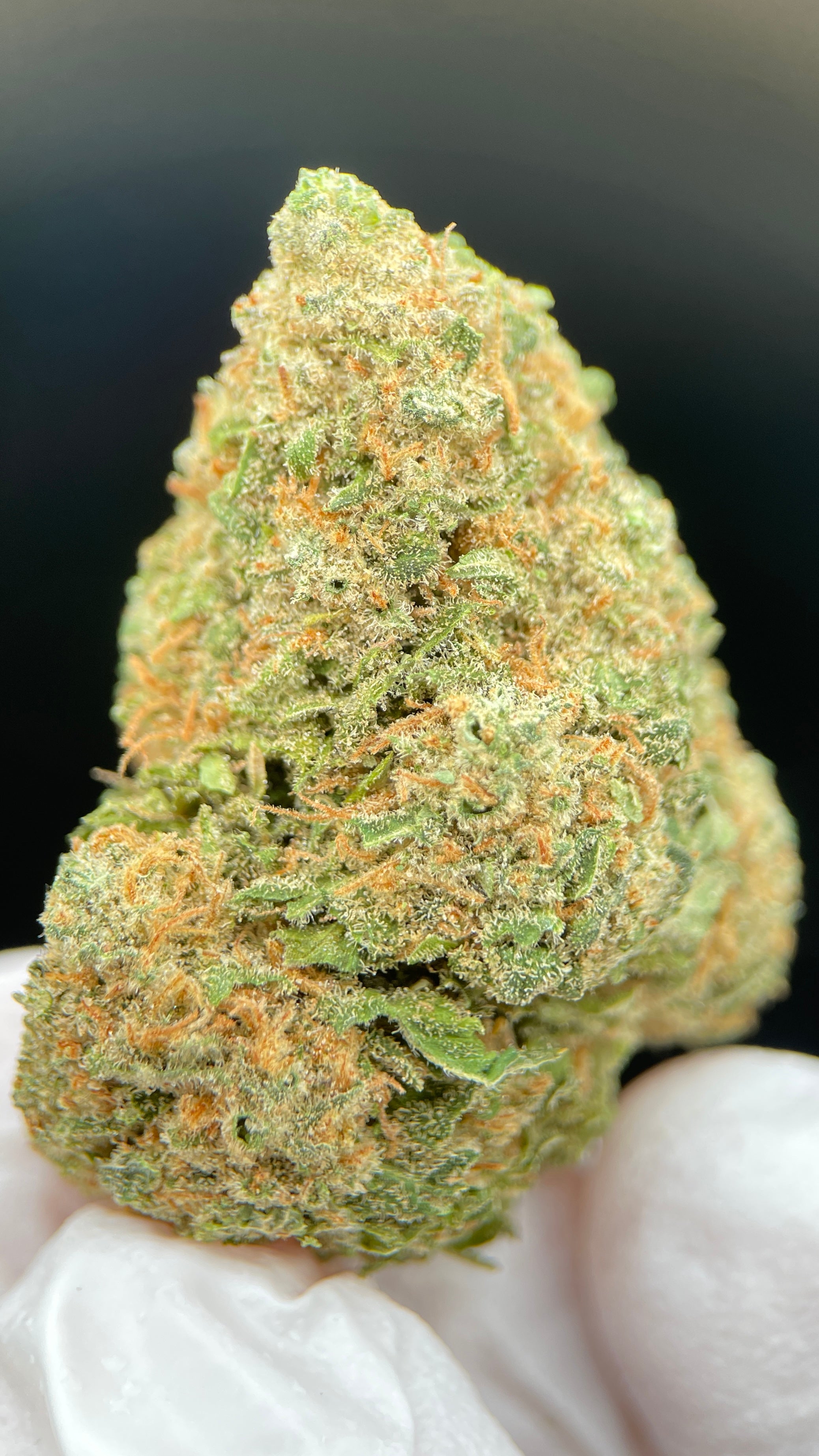 FROSTED SUNSET Susz konopny CBD EXCLUSIVE