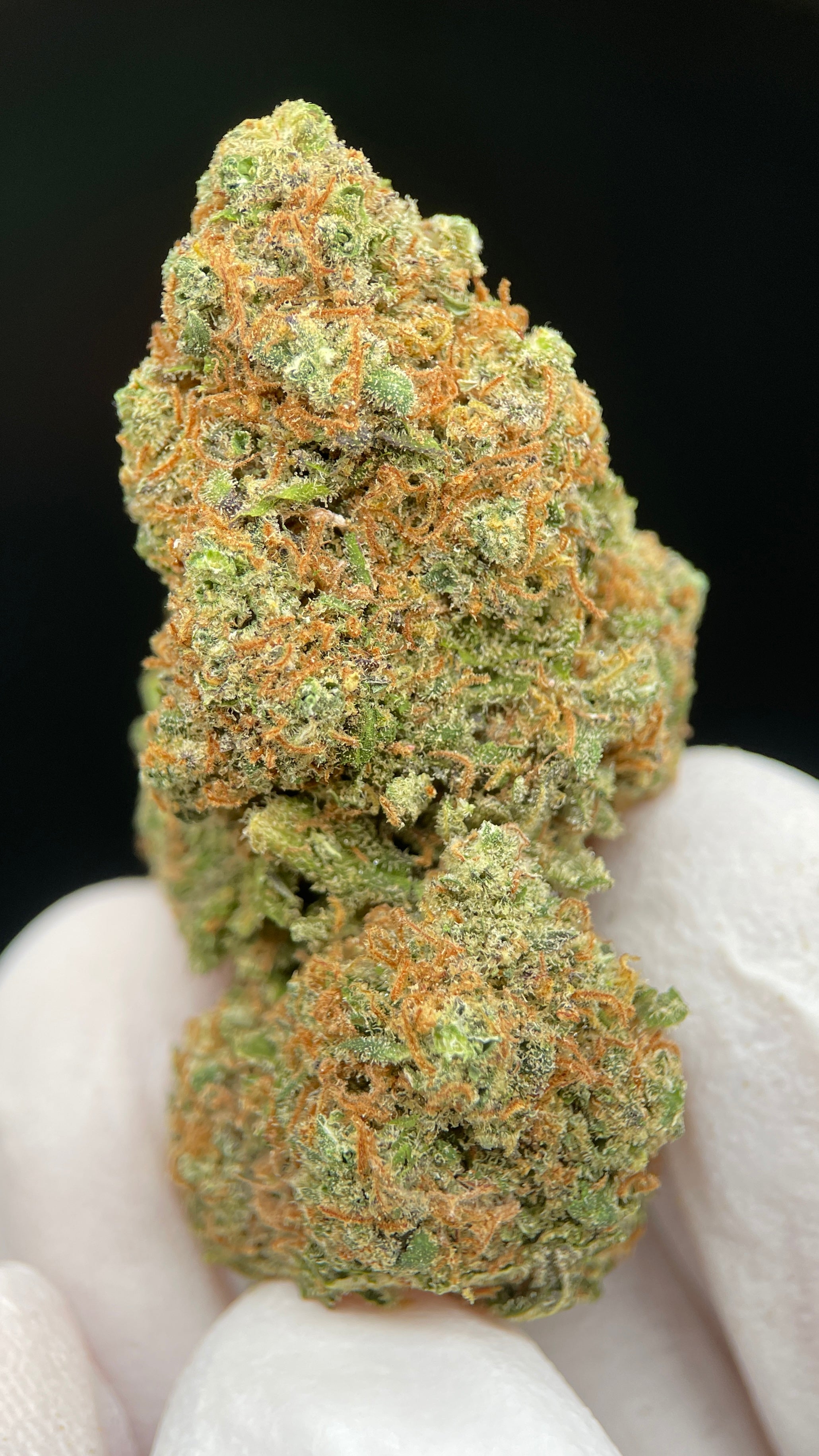 GIRL SCOUT COOKIES Susz konopny CBD EXCLUSIVE