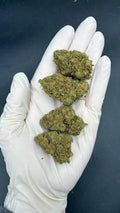 FRUIT CAKE Susz konopny CBD PREMIUM