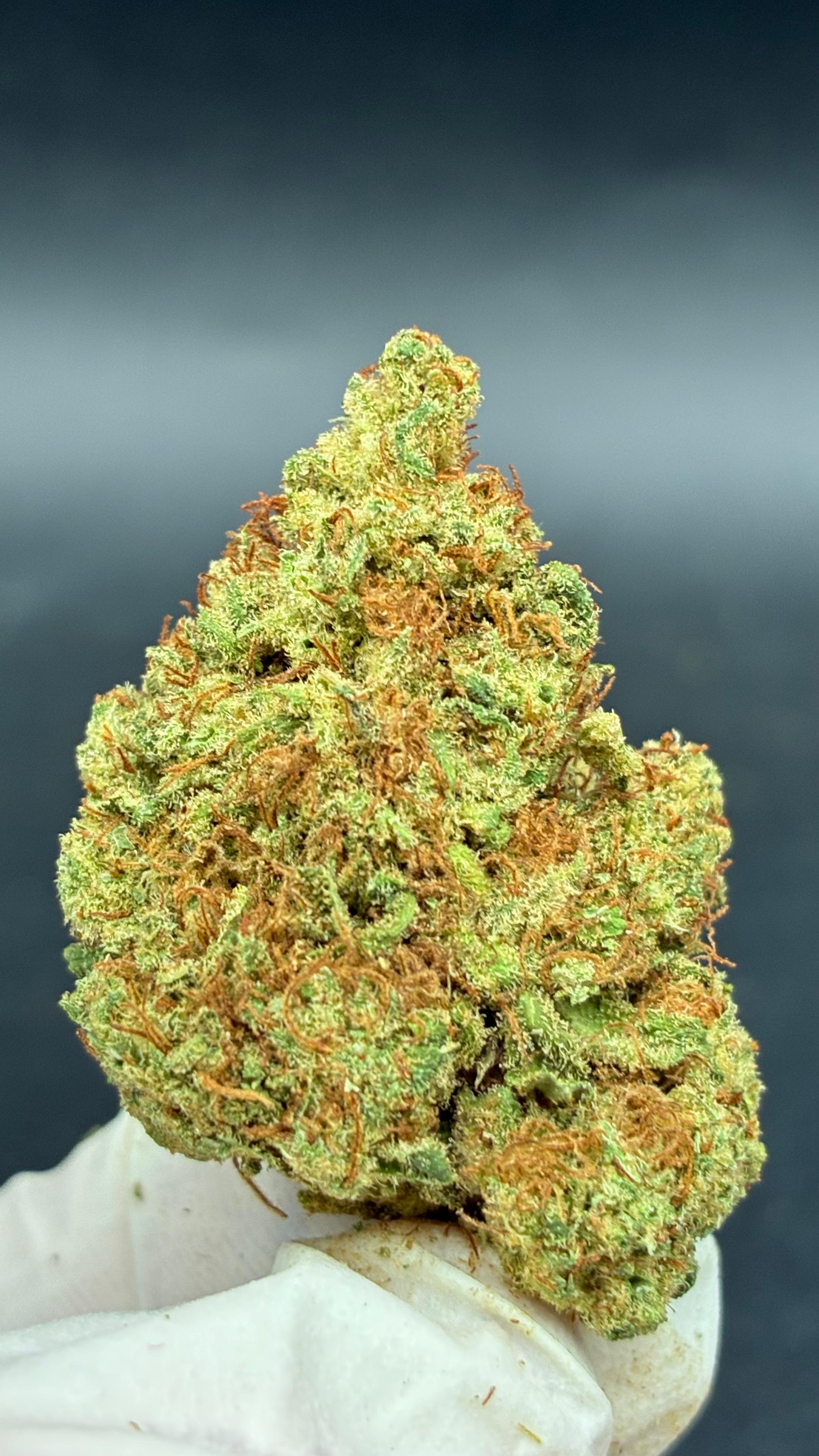LIMONCELLO Susz konopny CBD PREMIUM