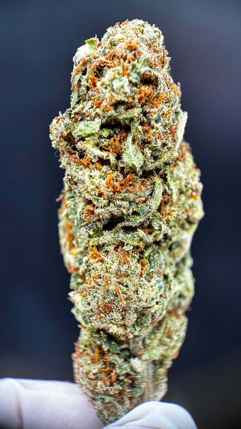 ROYAL CHEESE Susz konopny CBD PREMIUM