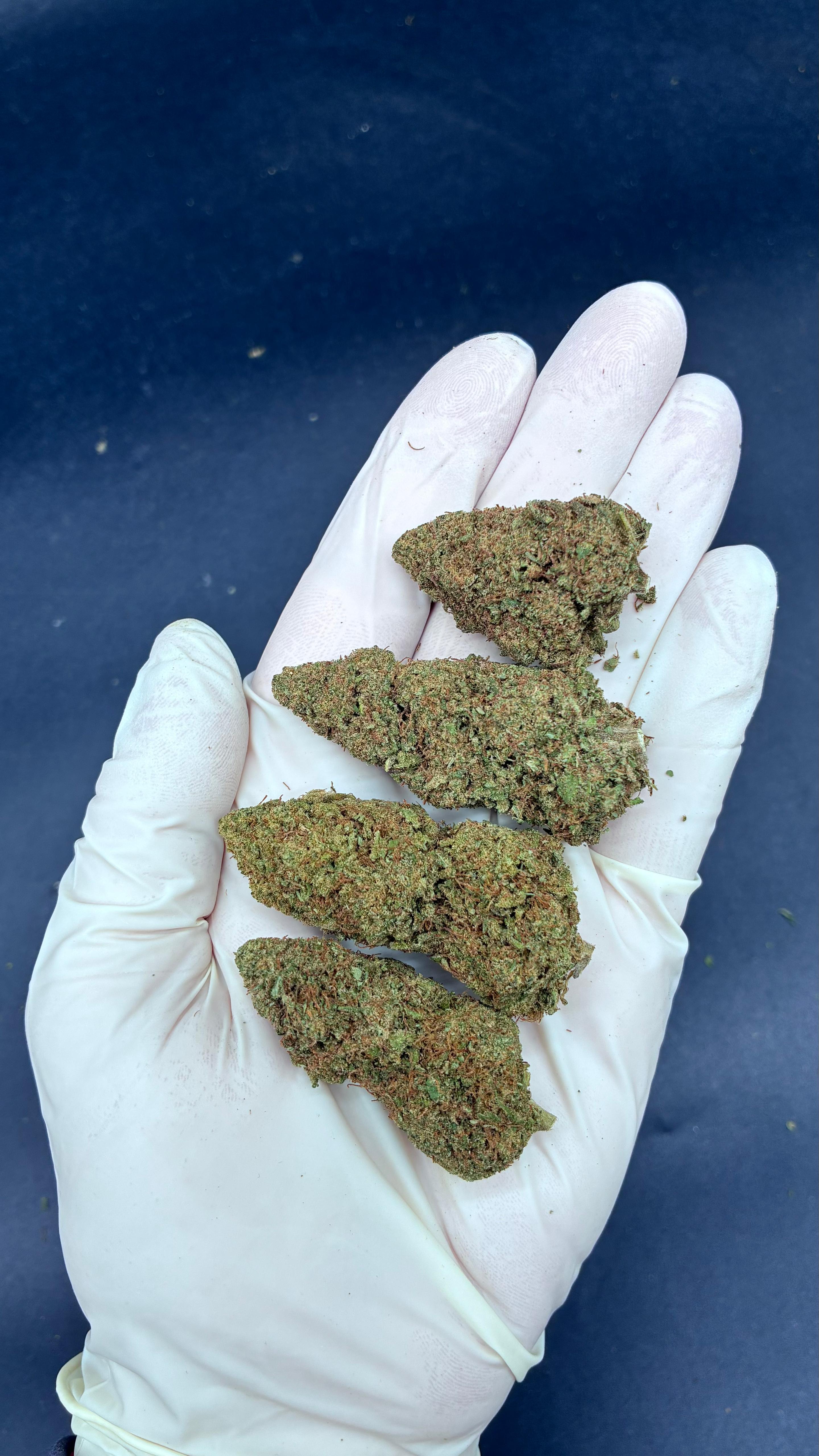 TROP CHERRY Susz konopny CBD PREMIUM