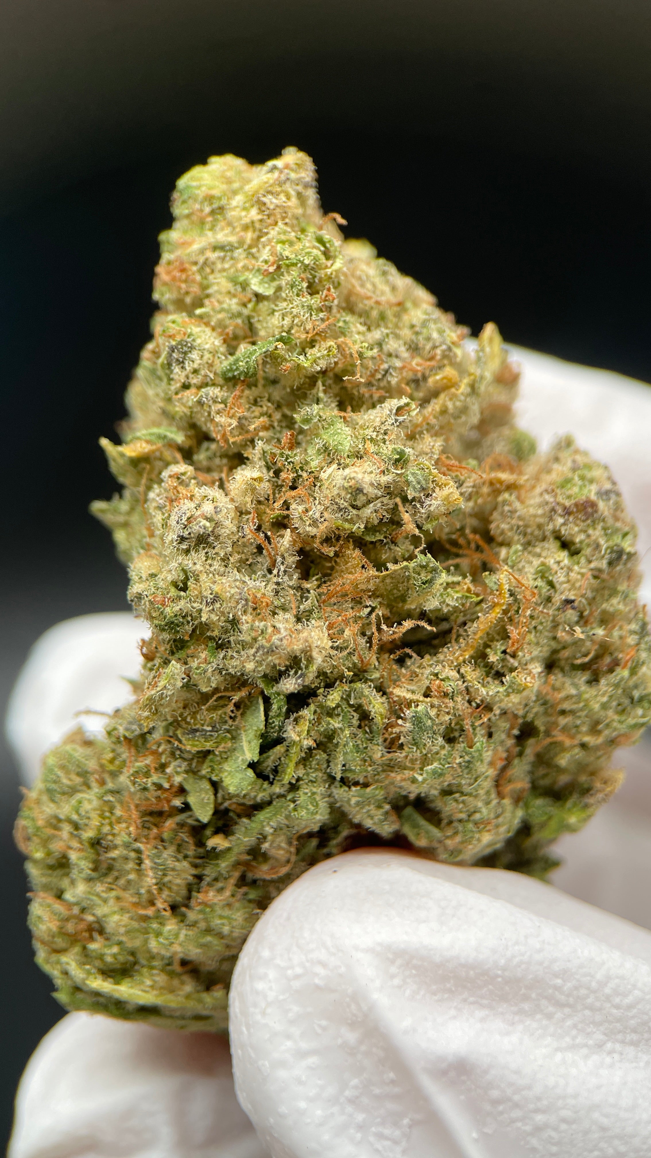 Northern Lights susz konopny CBD Exclusive